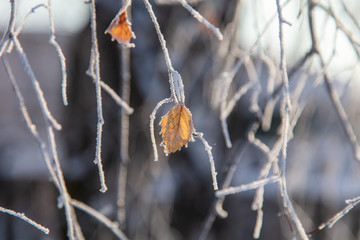 Leaves on a tree in the snow
