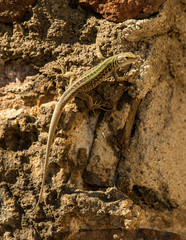 small lizard on edge of old wall