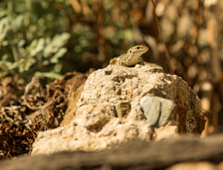 small lizard on a stone