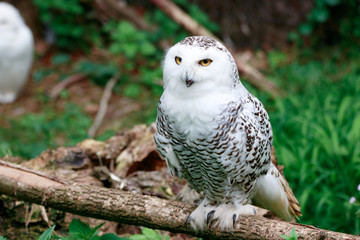 great grey owl on branch