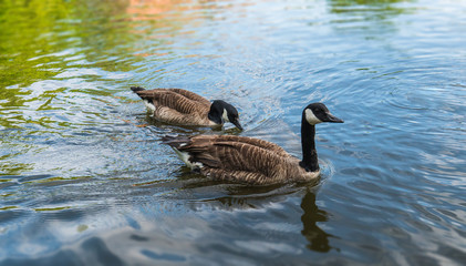 Ducks swimmimg in the pond in a park of UK.