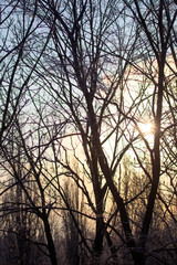 Leafless tree branches at dawn of the sun