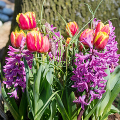 tulips and  hyacinths (muscari armeniacum) in a park. Selective focus.