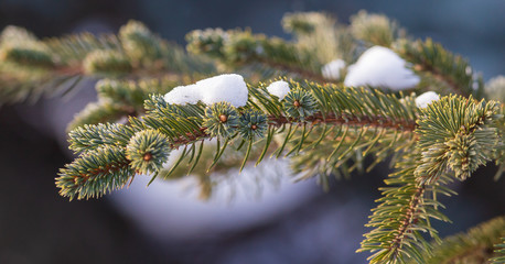Coniferous branches in the snow