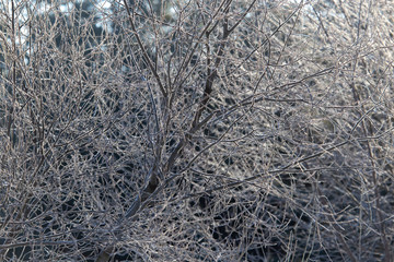 Branches on a tree in hoarfrost