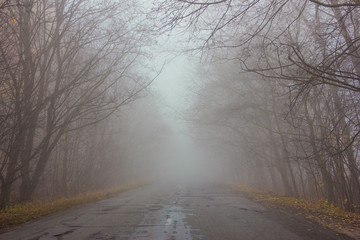 Road  in fog.  Dark foggy forest with magic atmosphere