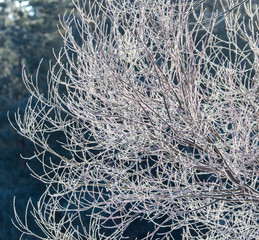 Branches on a tree in hoarfrost