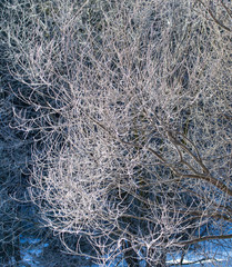 Branches on a tree in hoarfrost