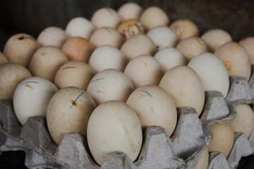 Chicken egg on tray