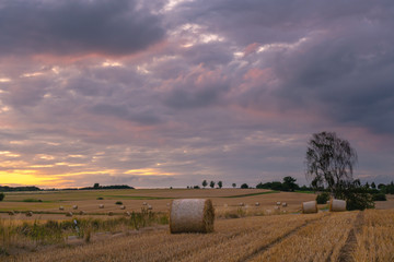 evening light and field