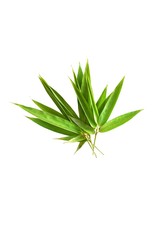 bamboo leaves isolated on a white background with a cliping path, tropical leaf, can be used as background and wallpaper,