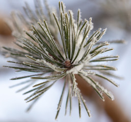 Naklejka na ściany i meble Coniferous branches in the snow