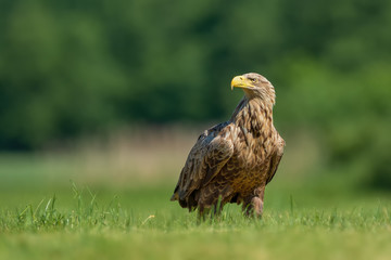 Eagle watching on the meadow/White-tailed Eagle