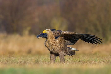 Eagle watching on the meadow/White-tailed Eagle