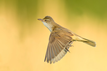 On the fly spring/Great Reed-Warbler 