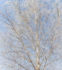 Branches on a tree in hoarfrost