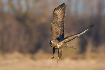 Flight over the meadow/Common Buzzard