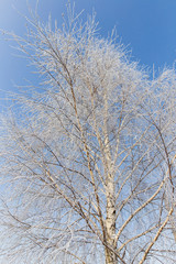 Branches on a tree in hoarfrost