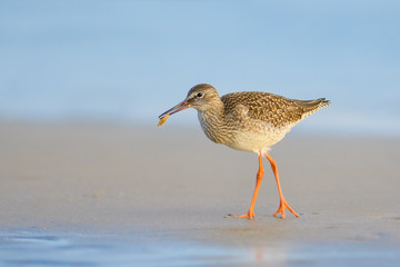Searching for food on the beach/Common Redshank