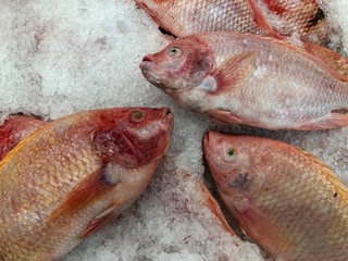 Fresh fish on ice in the market