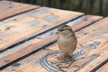  Vogel, Tisch Sommer Kino