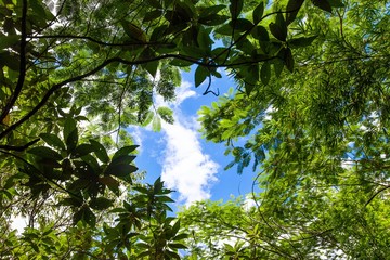 Palm tree leaves with clouds and blue sky