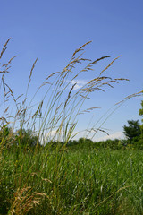 Obraz premium high grass on wind under azure blue sky in summer, rural scene with wild meadow