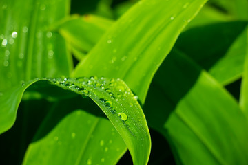 Dark green leaves with natural water droplets blending in with the natural color background