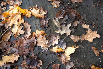 Autumn oak leaves on a garden path