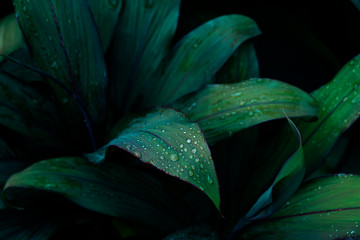 Beautiful dark colored leaves with natural water droplets blending in with the natural color background.