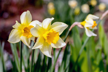 White daffodil flowers with green leaves in sunny weather_