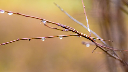 Rain drops on a wet bare branch in autumn or spring in warm colors_