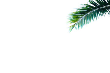 palm leaf branch isolated above white background