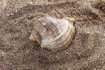 Large seashell on sea sand close-up. Seashell on beach.