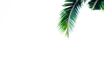 Naklejka na ściany i meble palm leaf branch or green leaf of coconut, tropical tree plant composition pattern isolated above white background