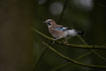 colorfully jay bird in forest, germany