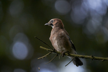 isolated jay bird in forest with a nice bokeh