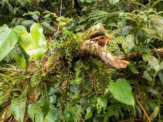 Wanderung durch den Regenwald von Costa Rica. Bromelien, Farne, Selaginella und andere Epiphyten wachsen an den Bäumen. So viele verschiedene grün Töne.