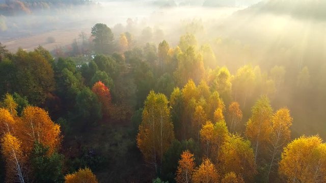 Aerial flight over mist forest autumn trees. Color trees and sunbeams breaking through the branches. Beautiful autumn sunrise travel concept