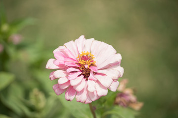 Point of view of white and pink colored flower in the garden