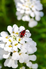 Bug on Flower