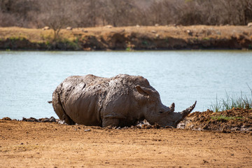 a critical endangered rhino relaxing in the mud next to a waterhole