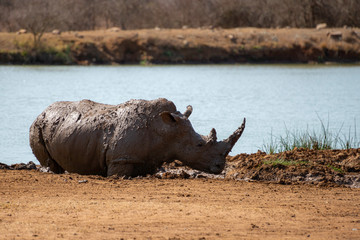 Obraz premium a critical endangered rhino relaxing in the mud next to a waterhole