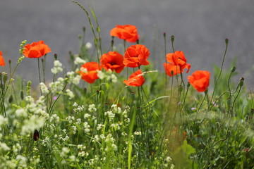 Poppy Flower