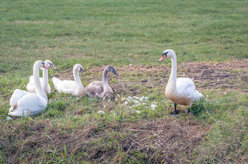 Mute swan family in the grass