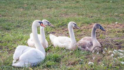 Mute swan family in the grass