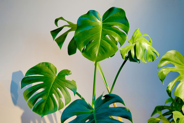 Monstera green plant in the interior