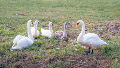 Mute swan family in the grass