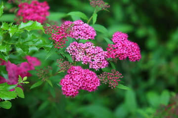 Pink Flowers