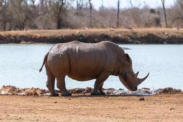 a critical endangered rhino standing next to a waterhole
